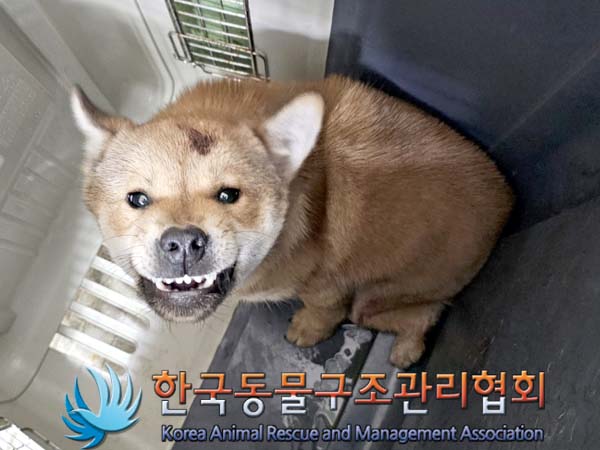 믹스견 이미지 파일 입니다.